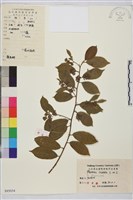 藏品(鈍齒鼠李)的圖片