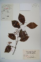 藏品(莢迷)的圖片