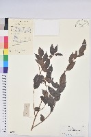 藏品(毛果算盤子)的圖片