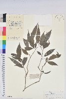 藏品(日本五月茶、南投五月茶)的圖片