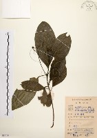 藏品(降真香)的圖片