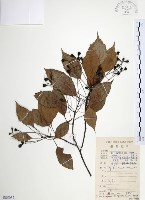 藏品(樟樹)的圖片