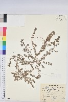 藏品(千根草)的圖片