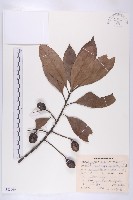 藏品(冬桃)的圖片