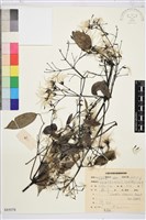 藏品(威靈仙)的圖片