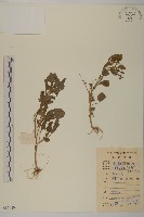 藏品(魚眼菊)的圖片