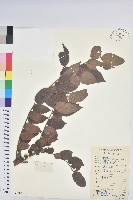 藏品(毛果算盤子)的圖片