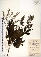 藏品(黃荊)的圖片