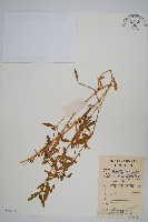 藏品(蓮子草)的圖片