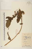 藏品(野茼蒿)的圖片