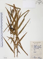 藏品(葦草蘭、鳥仔花、竹葉蘭)的圖片