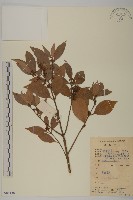 藏品(福建賽衛矛、福建假衛矛)的圖片