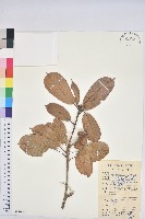 藏品(後大埔石櫟、煙斗柯)的圖片