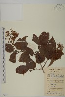 藏品(雷公藤)的圖片