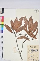 藏品(捲斗櫟)的圖片