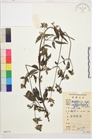 藏品(小木通)的圖片