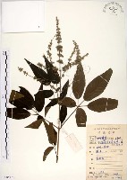 藏品(黃荊)的圖片