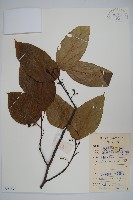 藏品(八角楓)的圖片