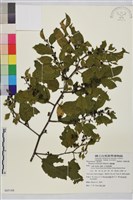 藏品(桶鉤藤)的圖片