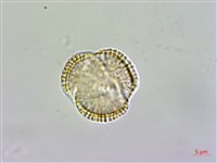 藏品(焊菜)的圖片