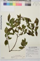 藏品(中原氏鼠李)的圖片