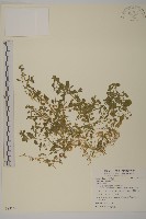 藏品(繁縷)的圖片