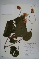 藏品(溪頭秋海棠)的圖片