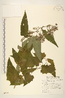 藏品(蔓黃菀)的圖片