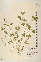 藏品(小米菊)的圖片