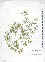 藏品(臺灣黃菫)的圖片