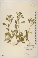 藏品(鼠麴舅)的圖片