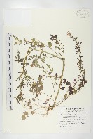 藏品(水花菜)的圖片