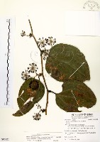 藏品(糙莖菝契、疣枝菝契)的圖片