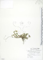 藏品(蛇莓、地莓、龍吐珠)的圖片