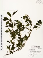 藏品(烏皮九芎、奮起湖野茉莉)的圖片