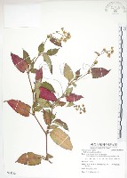 藏品(火炭母草、清飯藤)的圖片