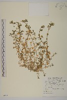 藏品(繁縷)的圖片