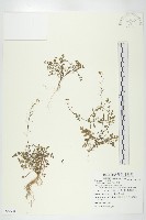 藏品(焊菜)的圖片