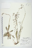 藏品(台灣黃鵪菜)的圖片