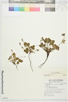 藏品()的圖片