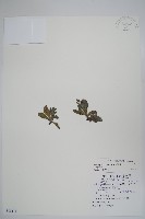 藏品(盾果草)的圖片