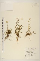 藏品(福山氏飛蓬)的圖片