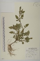 藏品(茯苓菜)的圖片