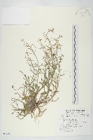 藏品(玉山筷子芥)的圖片