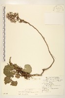 藏品(臺灣款冬)的圖片