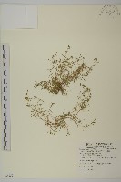 藏品(瓜槌草、漆姑草)的圖片