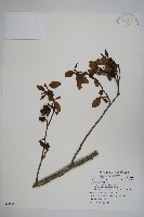 藏品(臺灣赤楊、臺灣榿木)的圖片