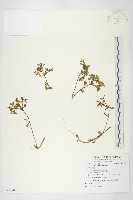 藏品(紅子佛甲草)的圖片