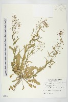 藏品(薺)的圖片