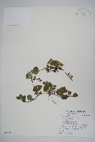 藏品(臺北附地草)的圖片